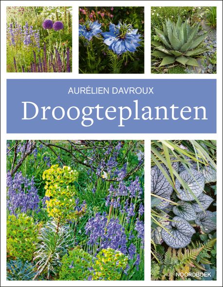 Droogteplanten